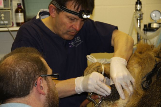 Peter Southerden and Andrew Perry performing a root canal treatment on Kamal
